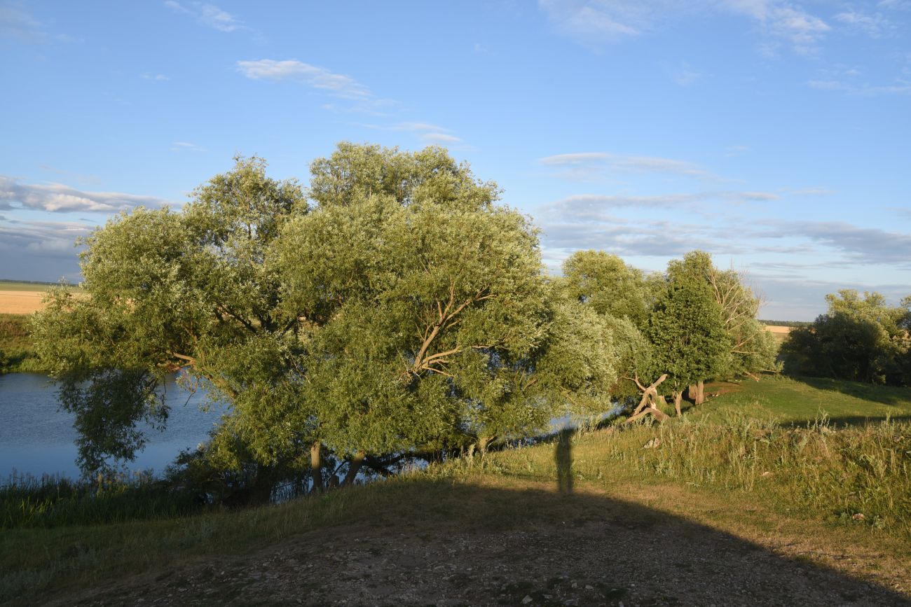 Масловка, image of landscape/habitat.