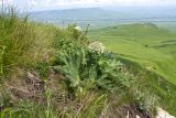 Джисса, image of landscape/habitat.