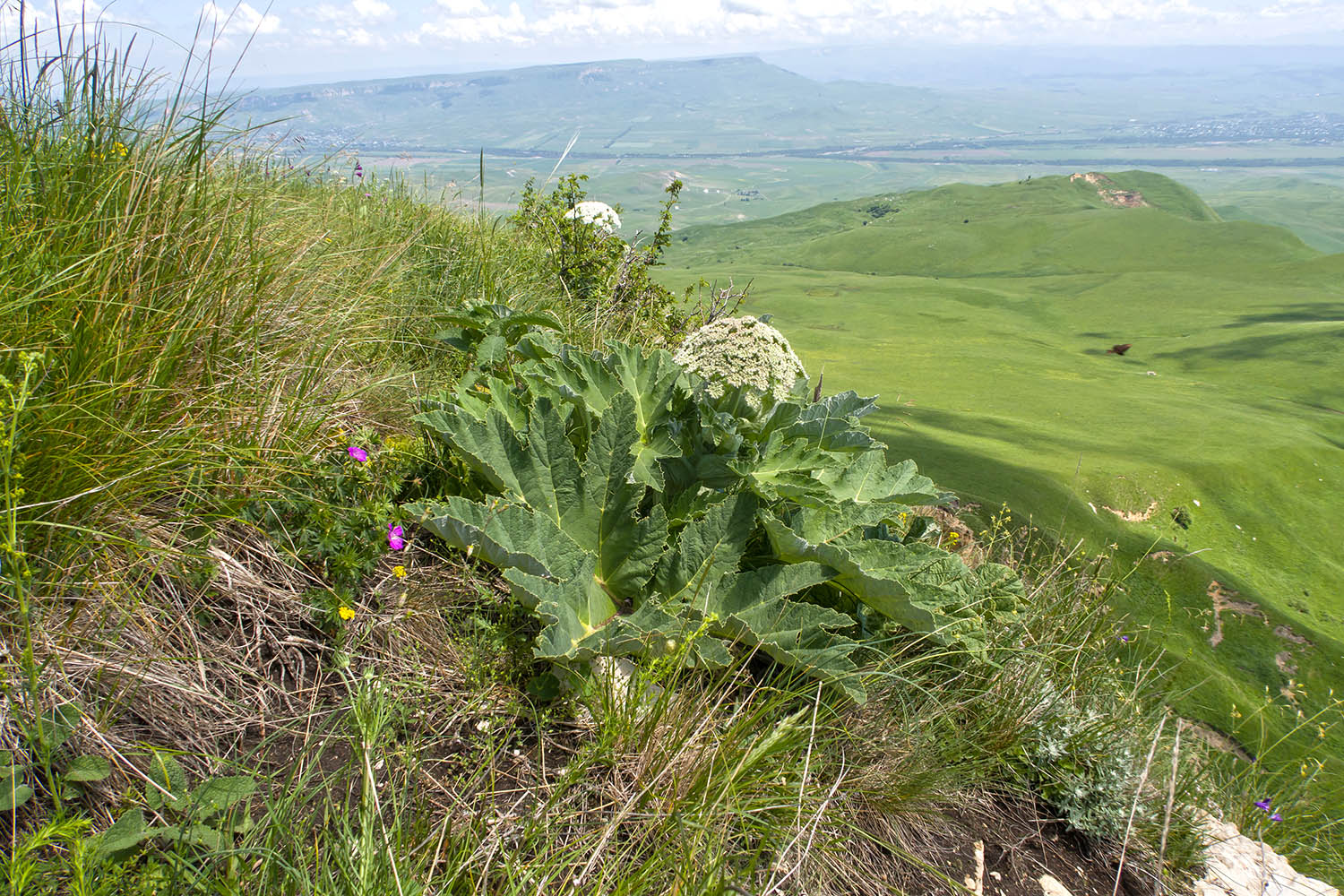 Джисса, image of landscape/habitat.