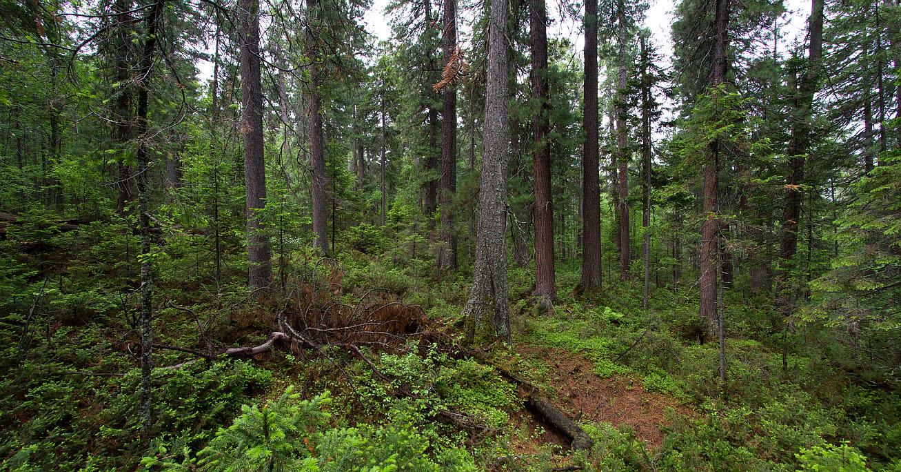 Тропа на "Чум", image of landscape/habitat.