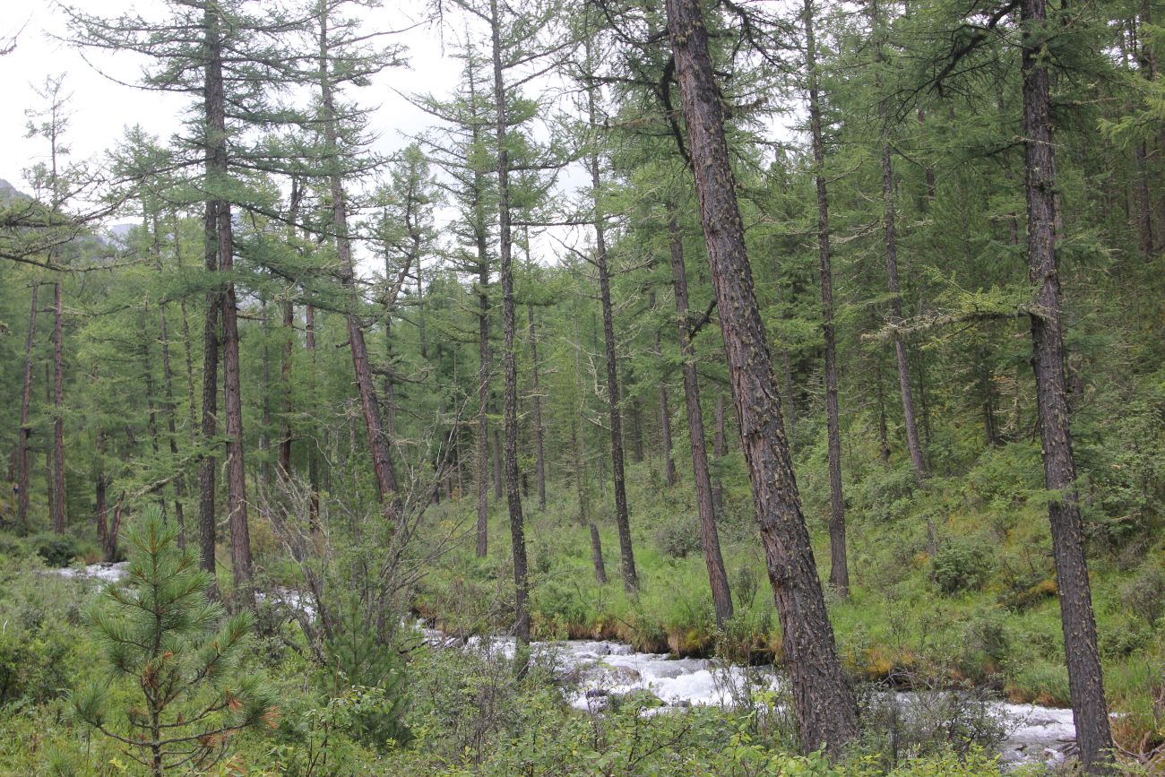 Долина реки Куйгук, image of landscape/habitat.