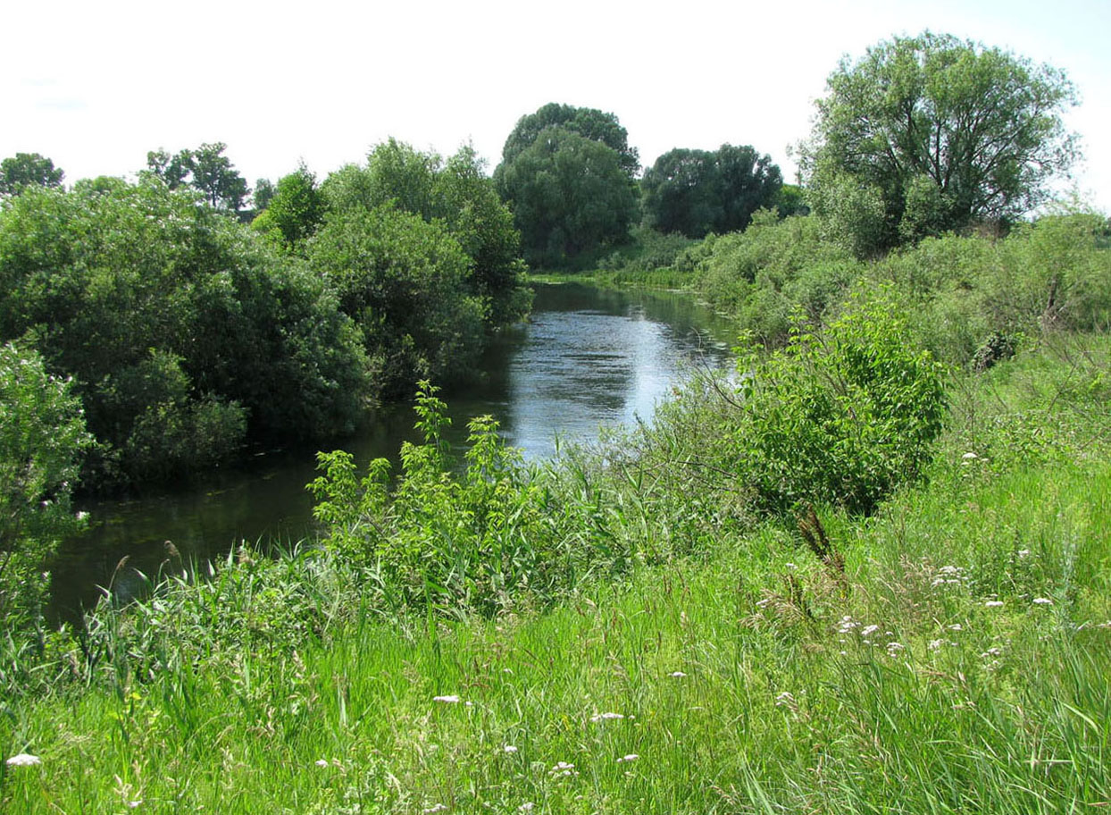 Кудьма, image of landscape/habitat.