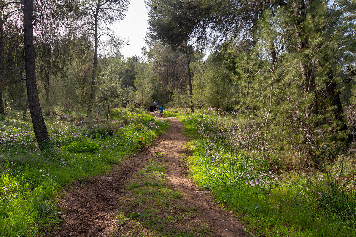 Лес Бен-Шемен, image of landscape/habitat.