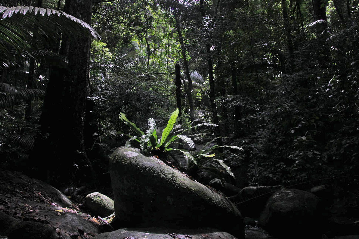 Остров Тиоман, image of landscape/habitat.