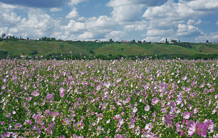 Пойменные луга у города Семилуки, image of landscape/habitat.