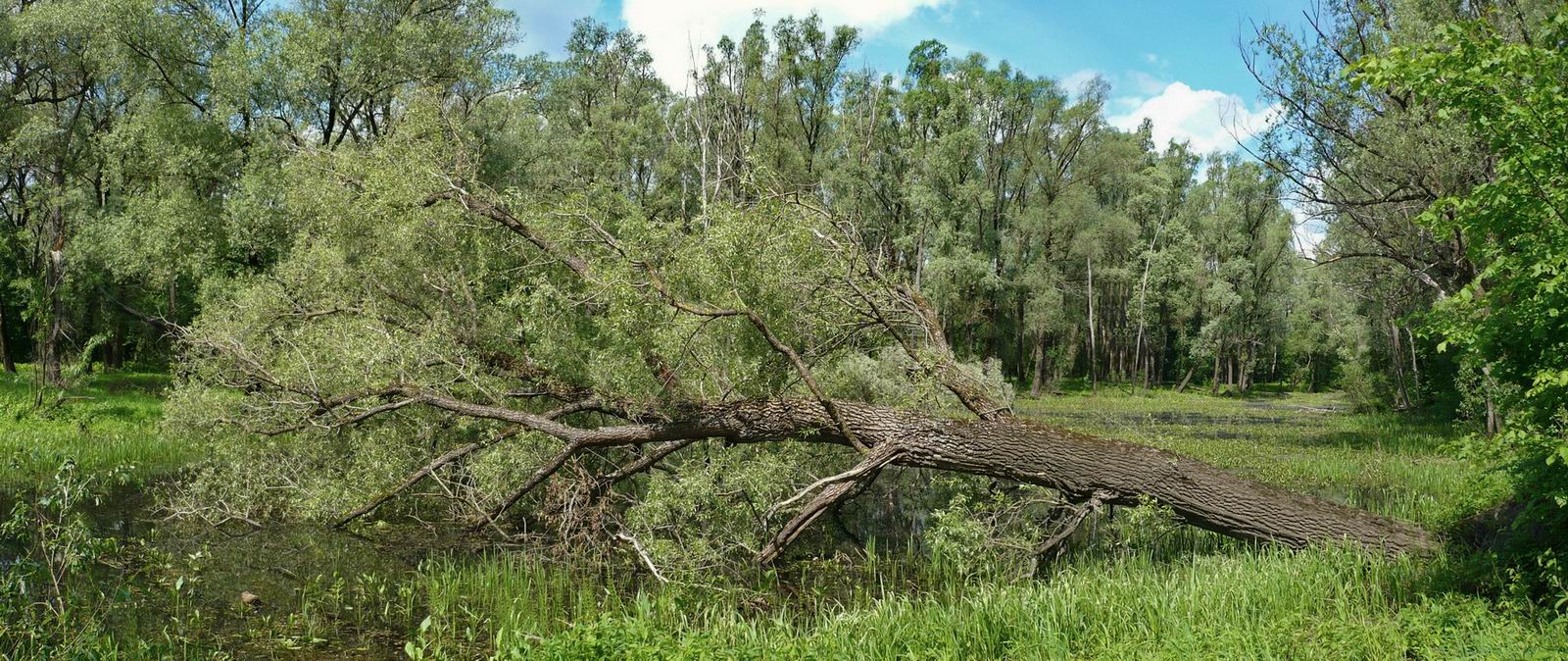 Триозёрье, image of landscape/habitat.