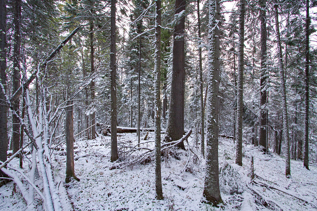 Тропа на "Чум", image of landscape/habitat.