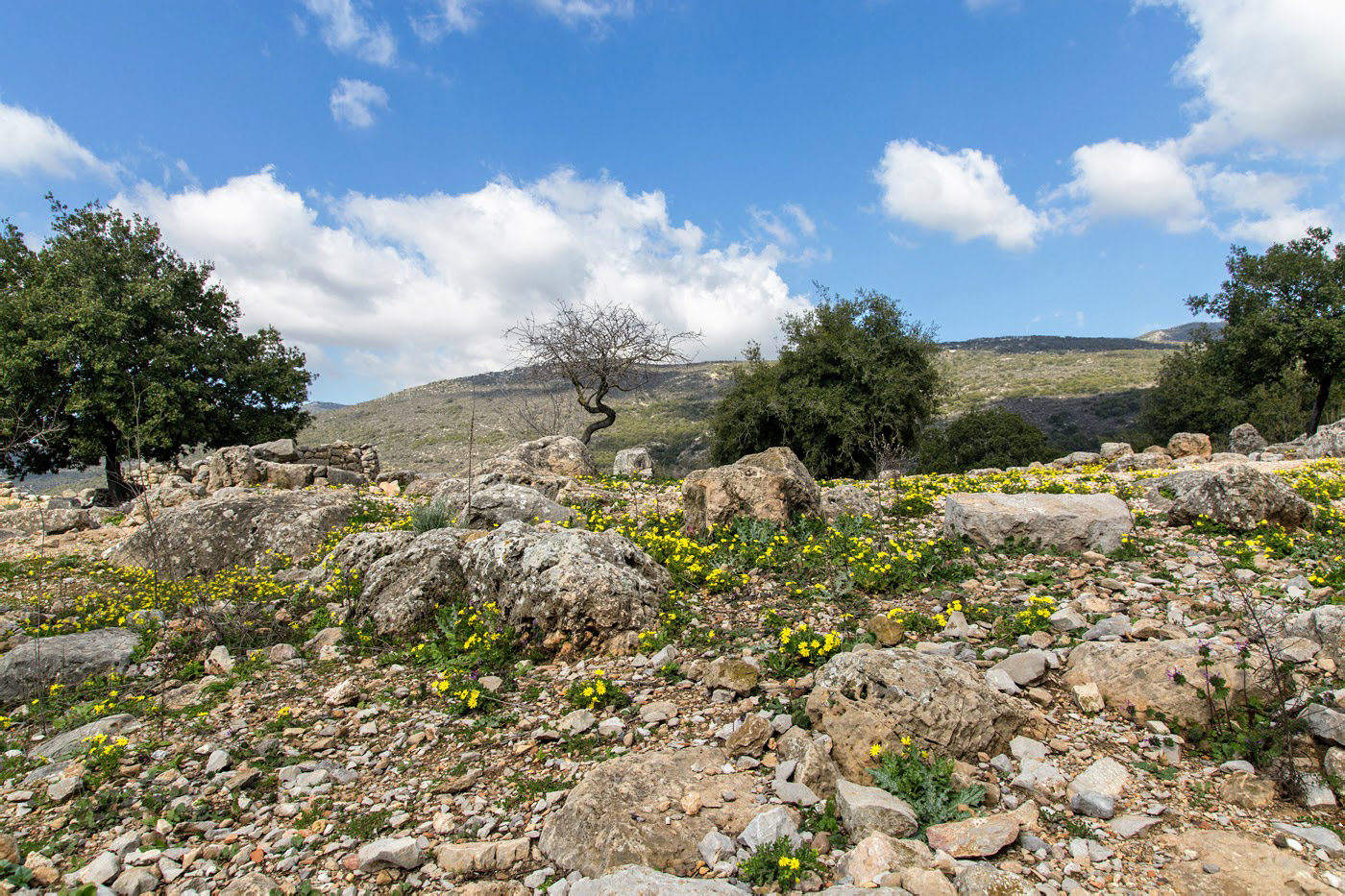 Голанские высоты, image of landscape/habitat.