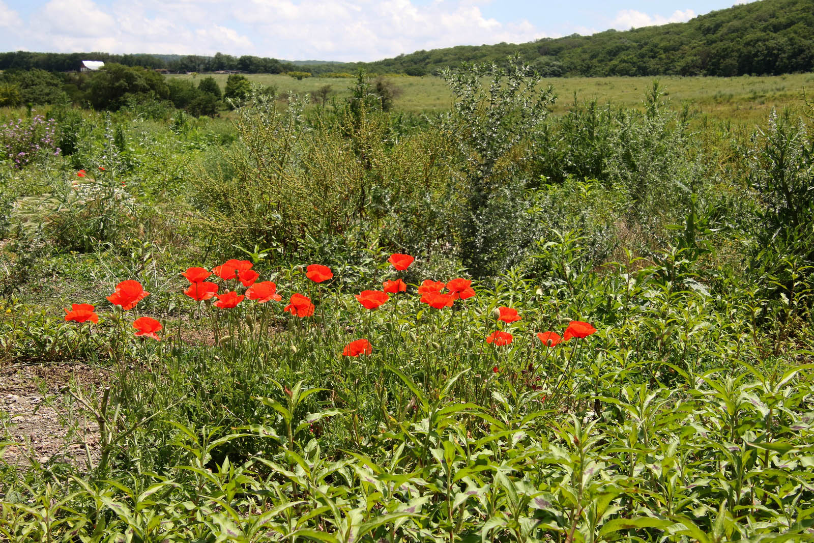 Куматырь, image of landscape/habitat.