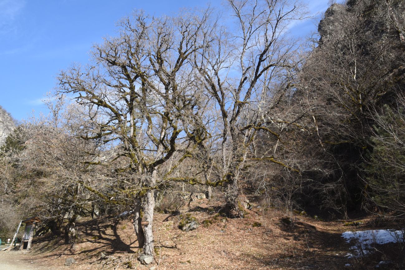 Мариам Цминда, image of landscape/habitat.