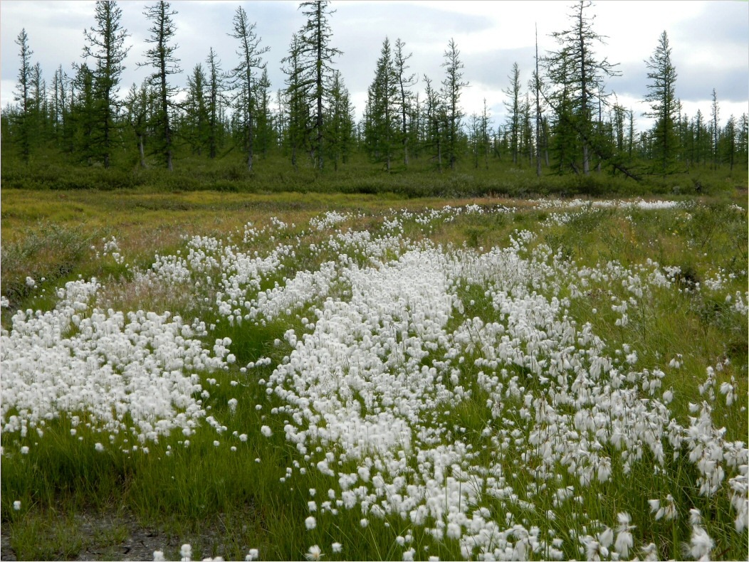 Лагортаю, image of landscape/habitat.