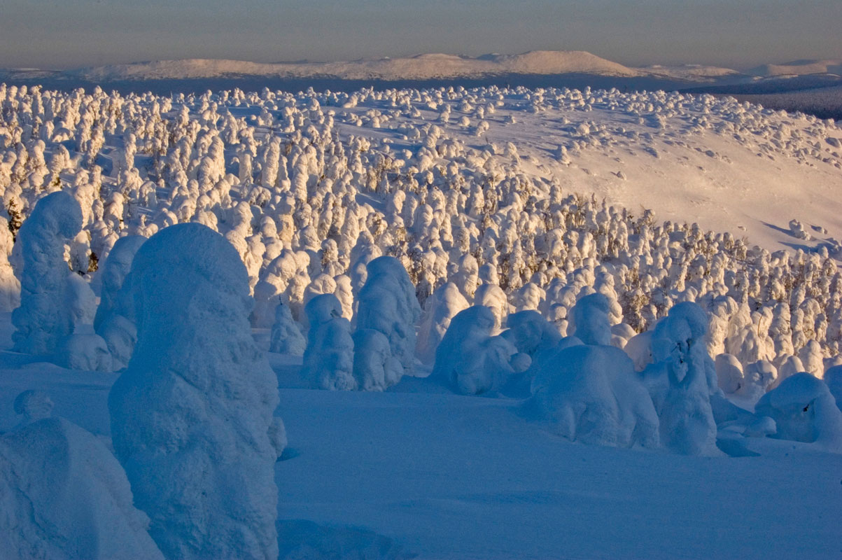 Окрестности поселка Велс, image of landscape/habitat.