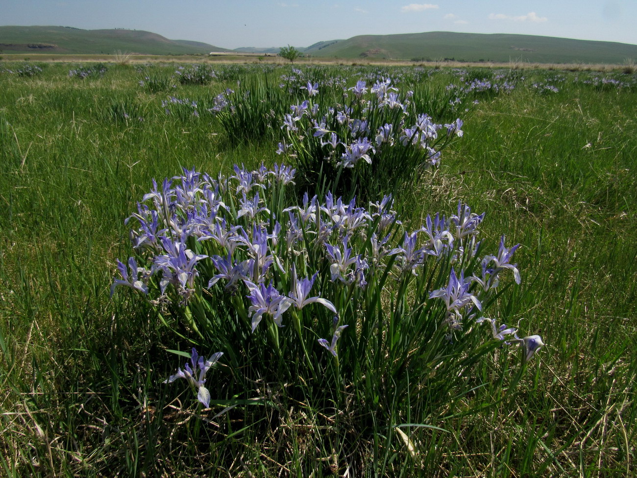 Кавказский Бор, image of landscape/habitat.