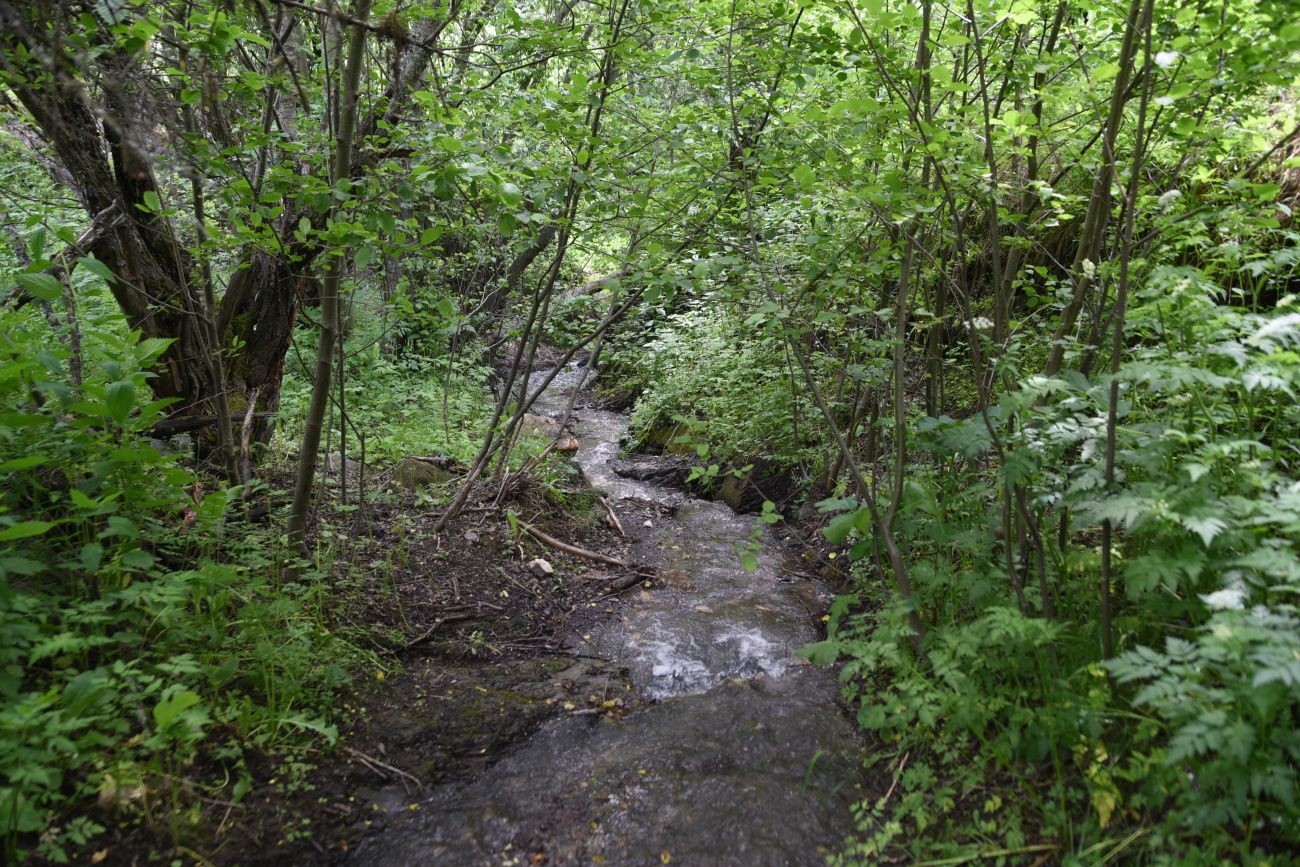 Окрестности урочища Меллер, image of landscape/habitat.