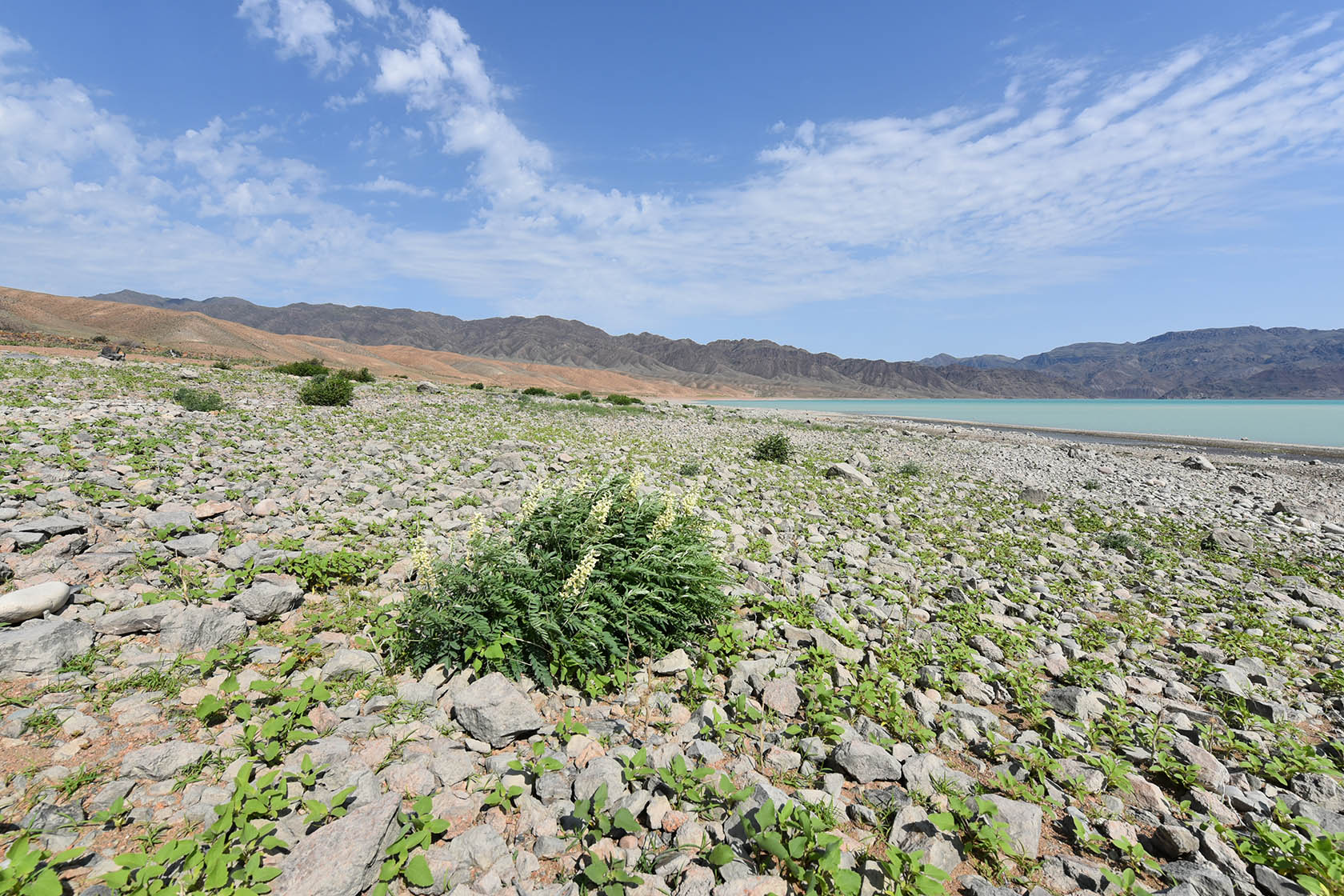 Бартогай, image of landscape/habitat.