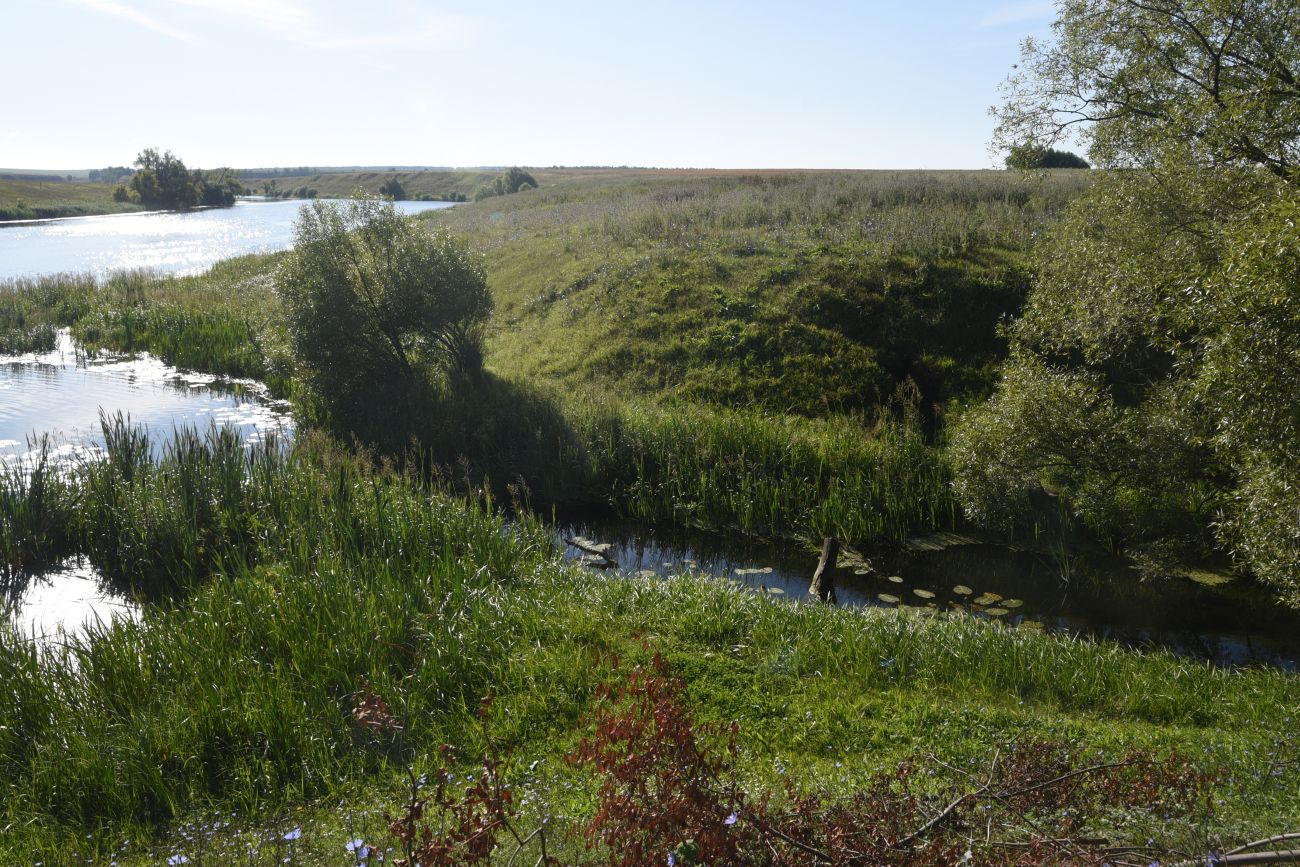 Устье реки Паники, image of landscape/habitat.