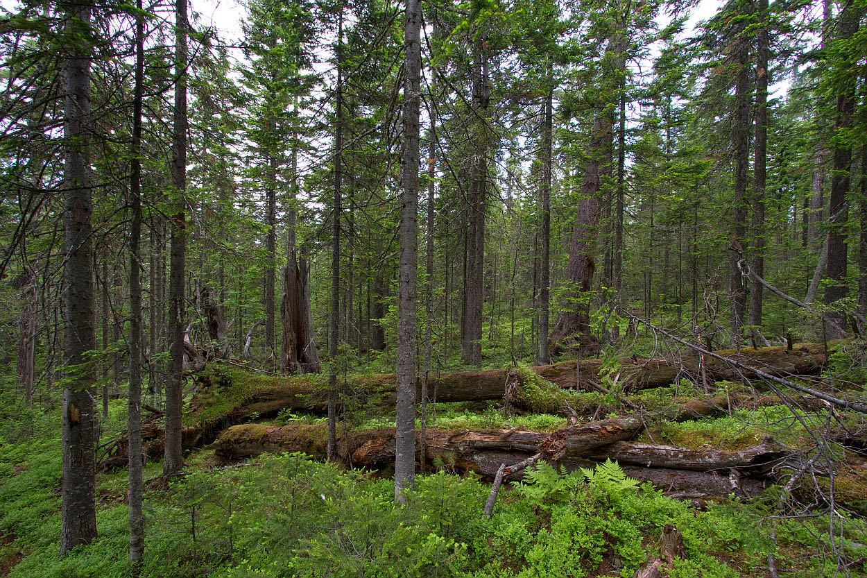 Тропа на "Чум", image of landscape/habitat.