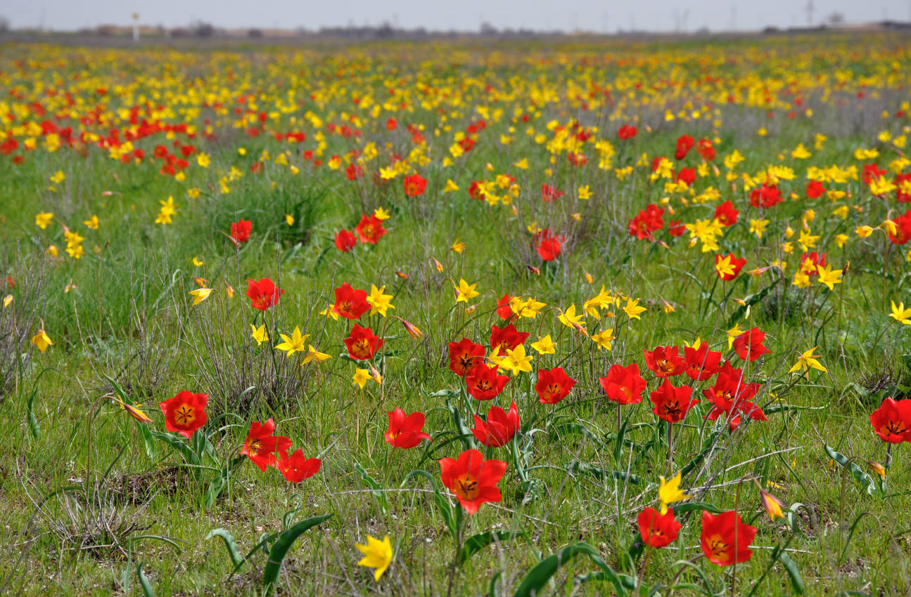 Окрестности посёлка Улан-Эрге, image of landscape/habitat.