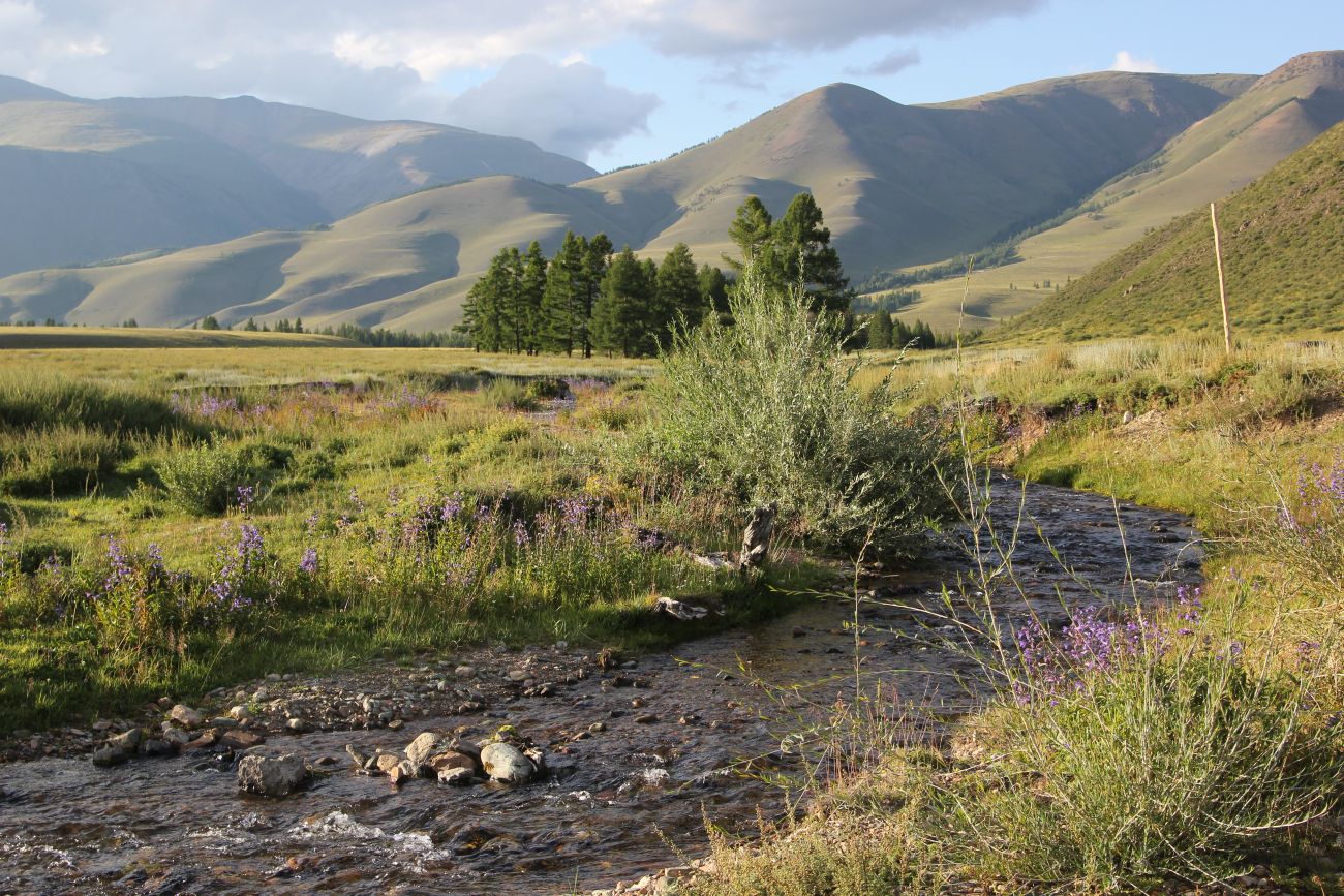 Окрестности ручья Кызыл-Таш, image of landscape/habitat.