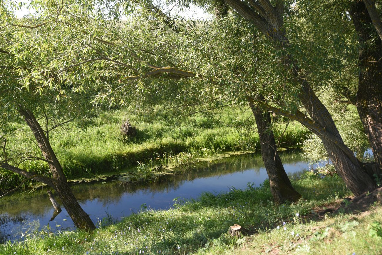 Устье реки Паники, image of landscape/habitat.