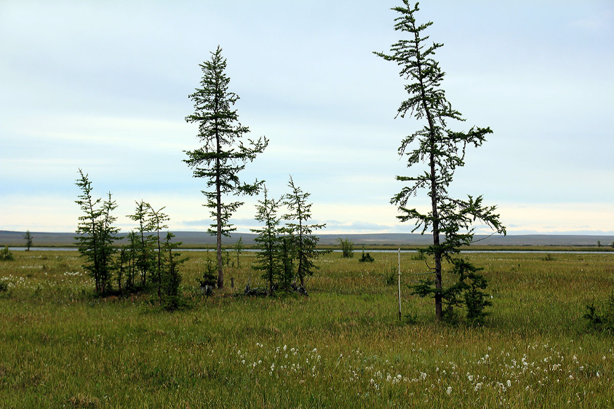 Таймыр, лес Ары Мас, изображение ландшафта.