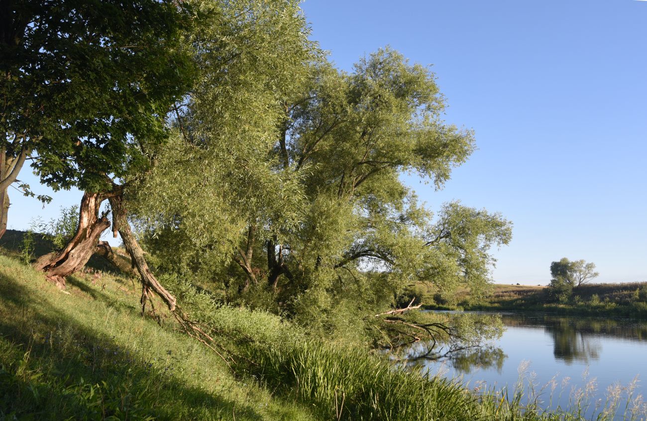 Устье реки Паники, image of landscape/habitat.