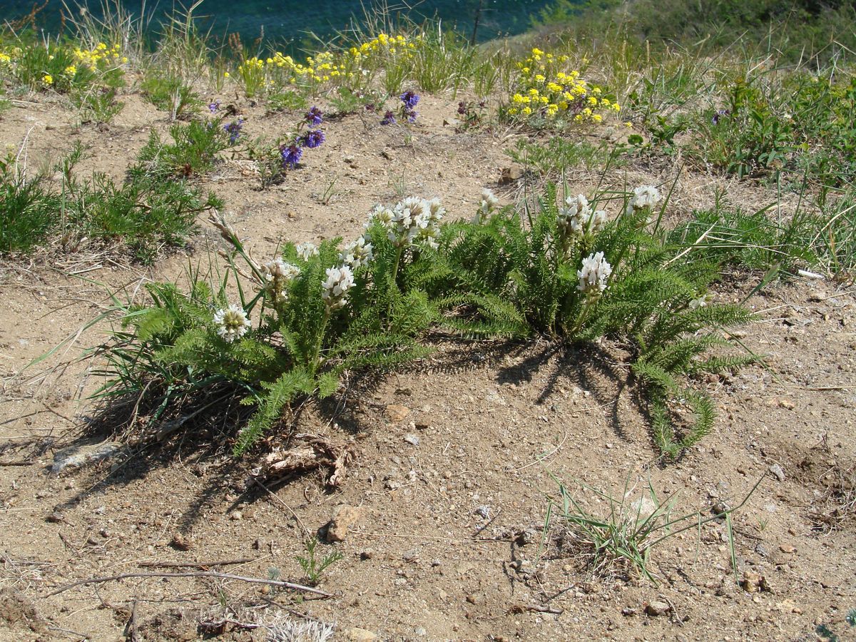 Мыс Хобой, image of landscape/habitat.