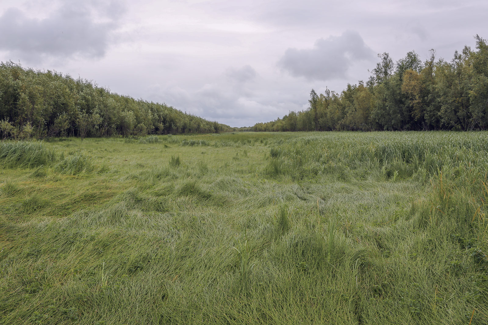 Окрестности Горнореченска, image of landscape/habitat.