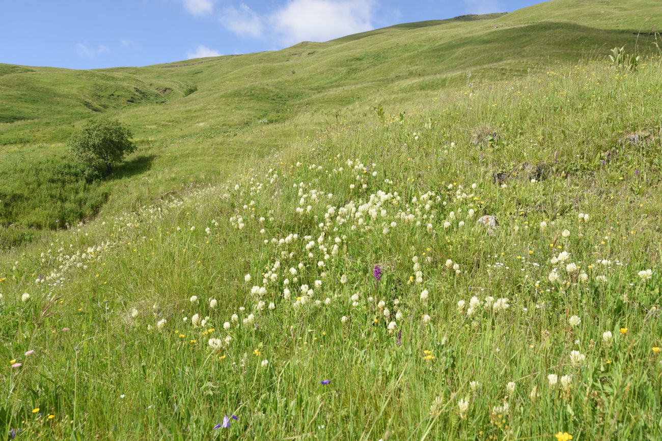 Верхнее течение Чадыри, image of landscape/habitat.