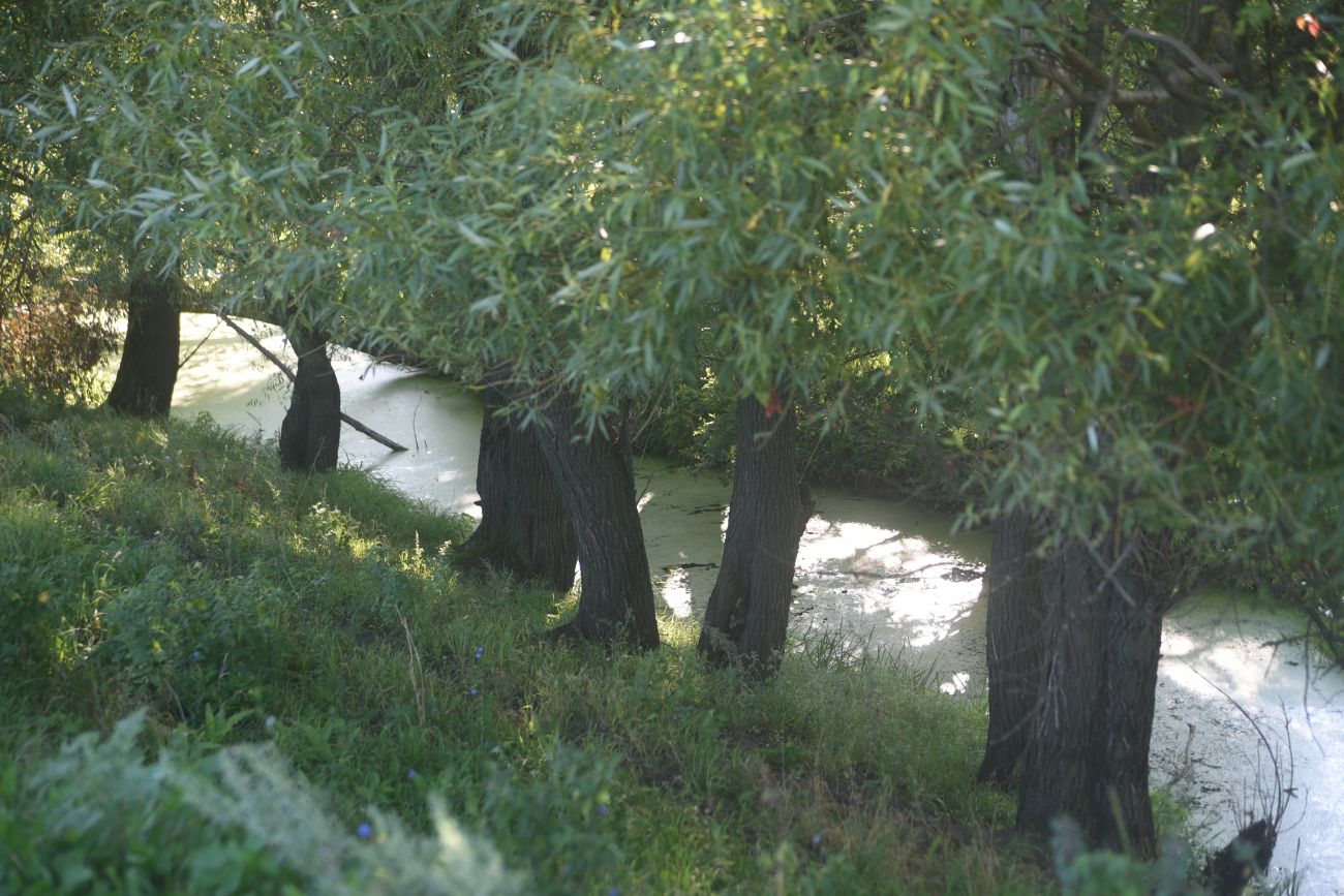 Устье реки Паники, image of landscape/habitat.