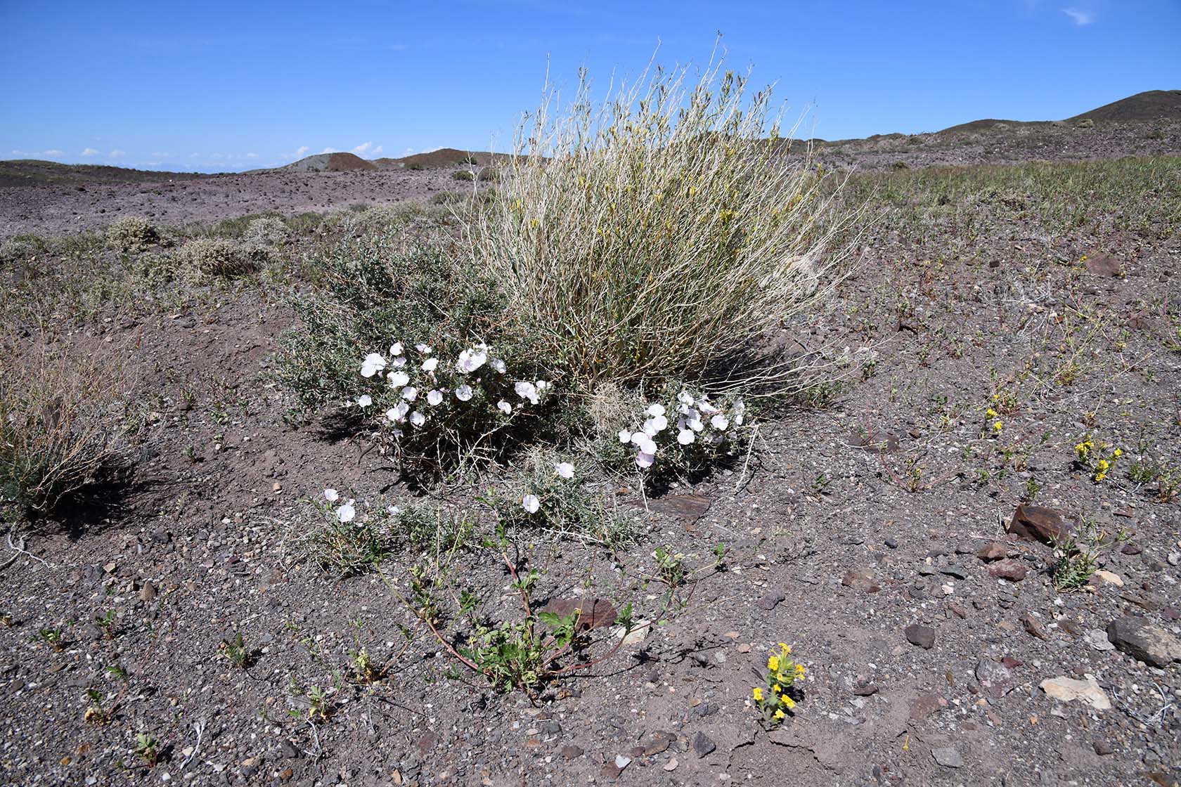 Горы Улькен-Богуты, image of landscape/habitat.
