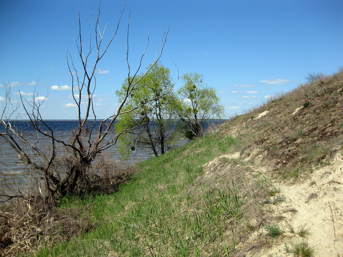 Трахтемиров, image of landscape/habitat.