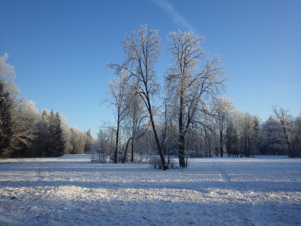 Павловск, image of landscape/habitat.