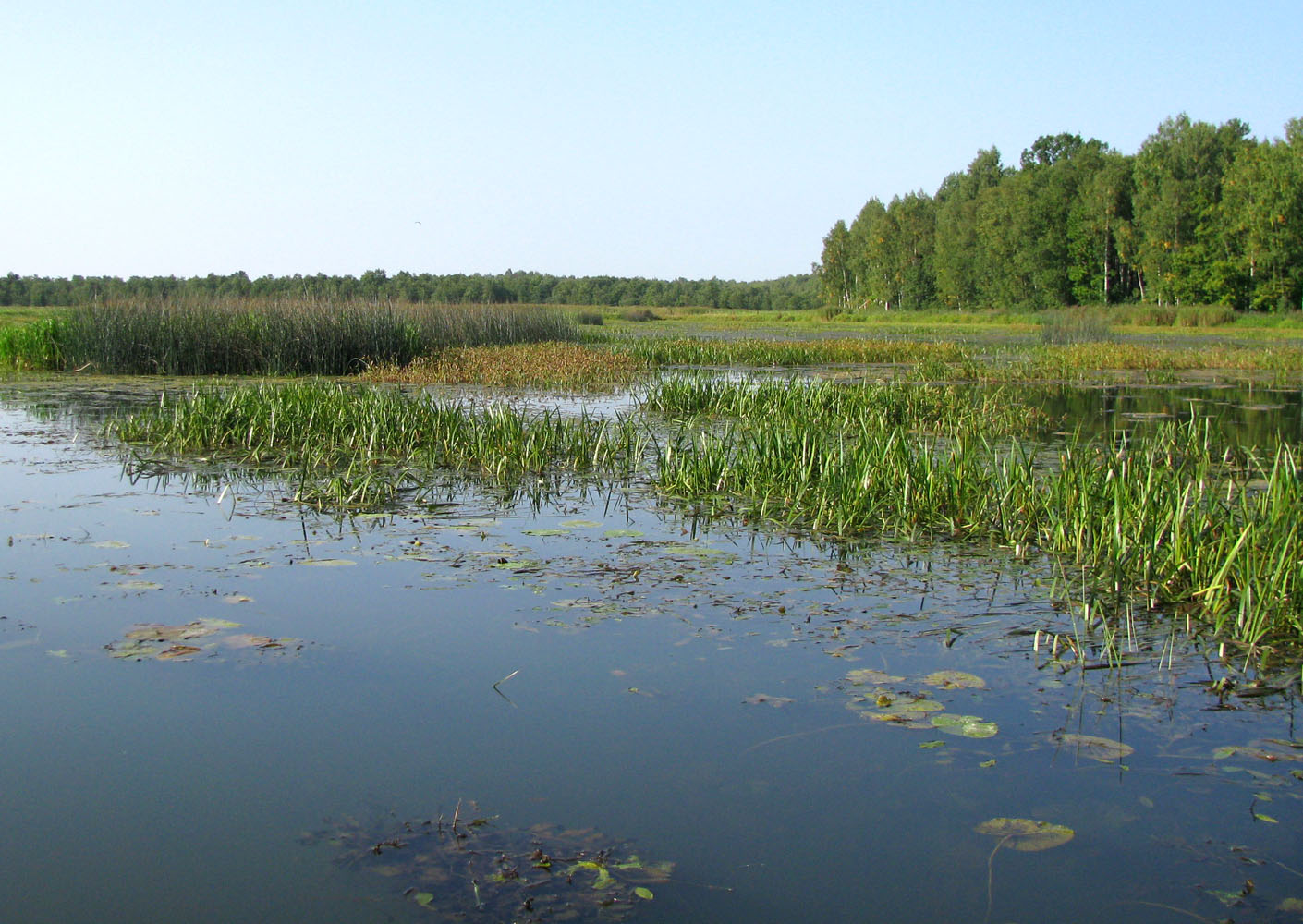 Черноречье, image of landscape/habitat.