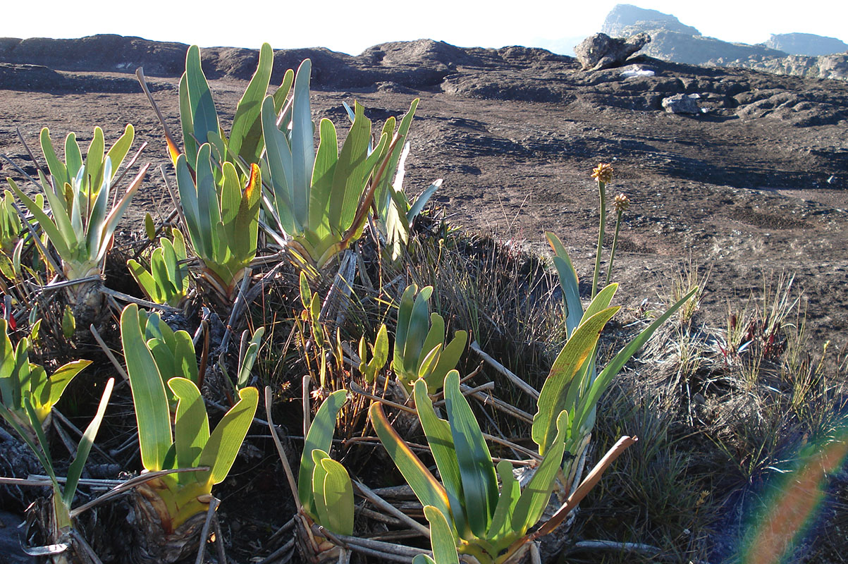 Рорайма, image of landscape/habitat.