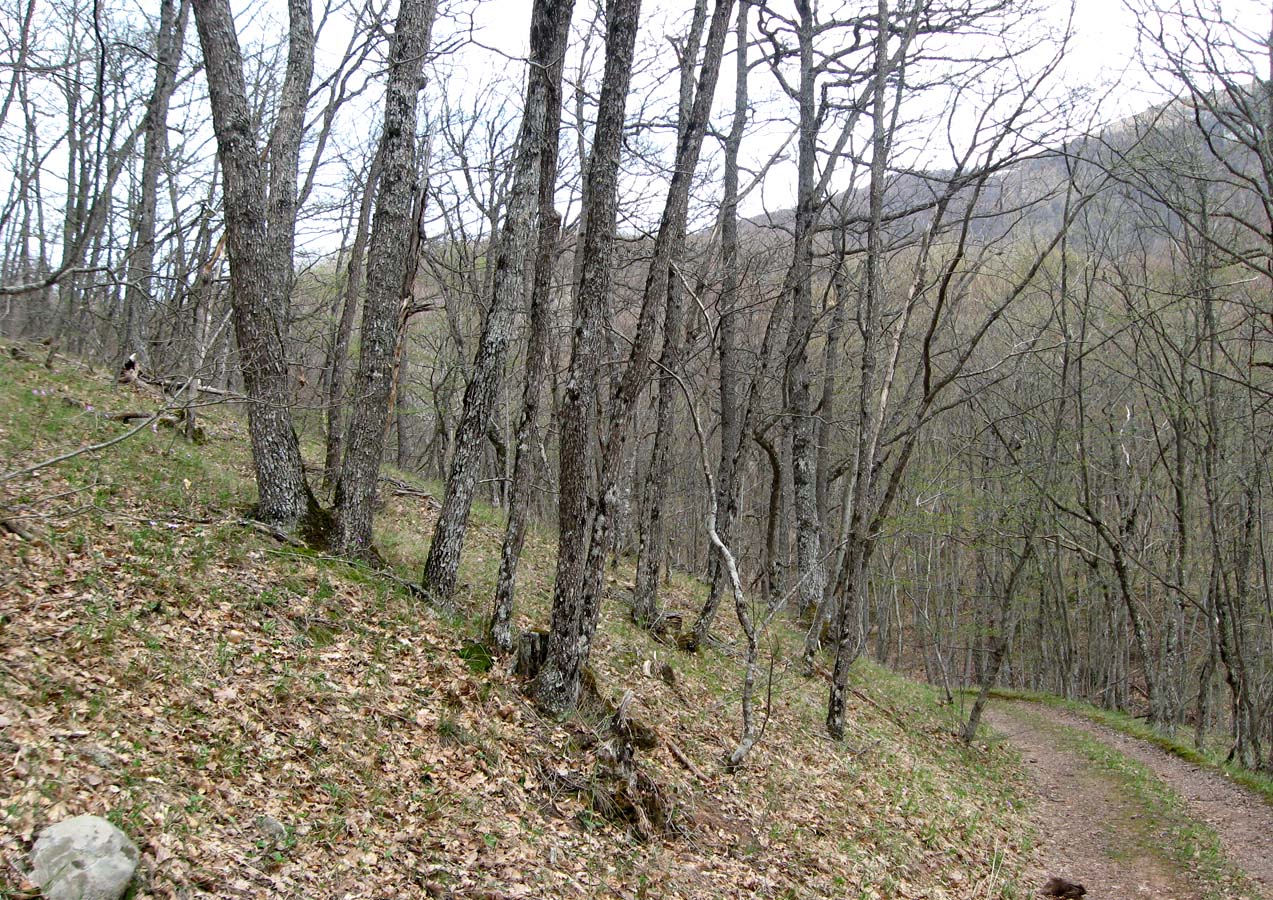 Северная Демерджи, image of landscape/habitat.