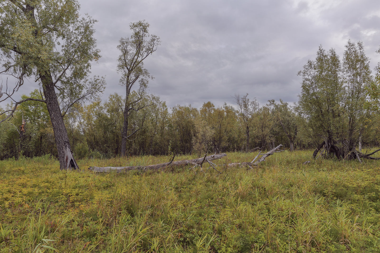 Окрестности Горнореченска, image of landscape/habitat.