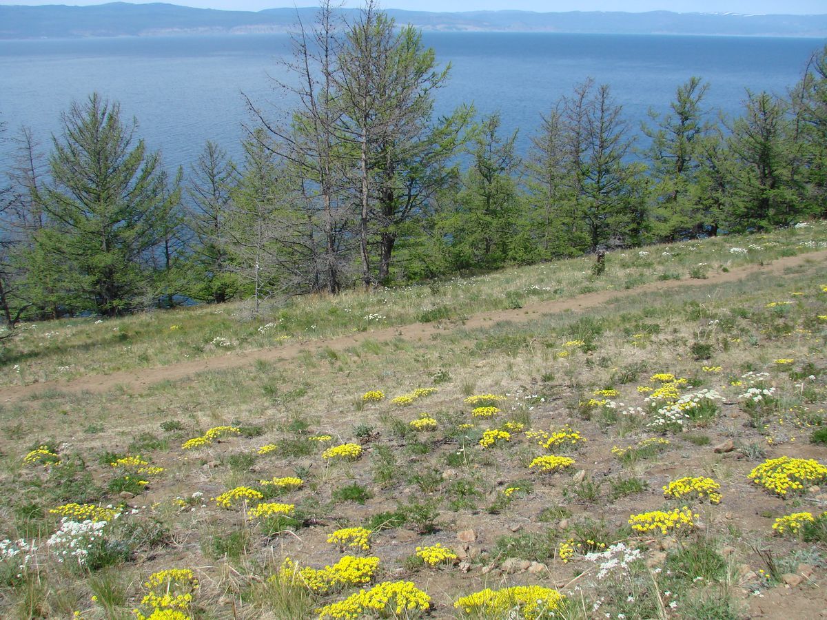 Мыс Хобой, image of landscape/habitat.