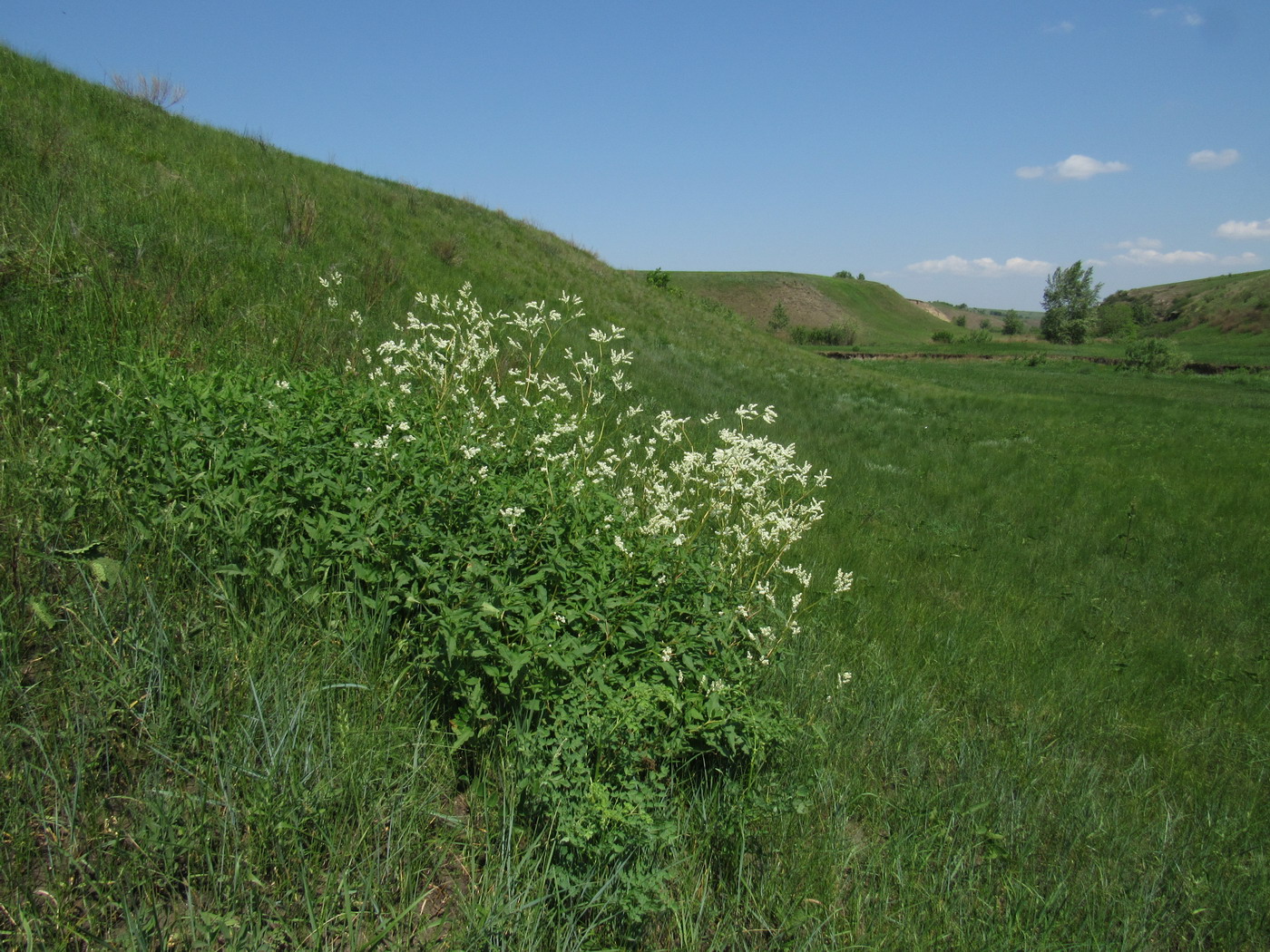 Кавказский Бор, image of landscape/habitat.