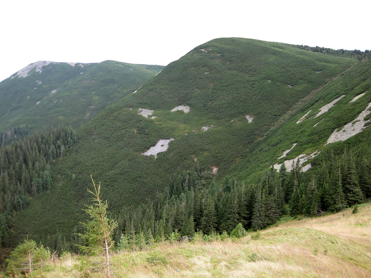 Заповедник "Горганы", Кливки, image of landscape/habitat.