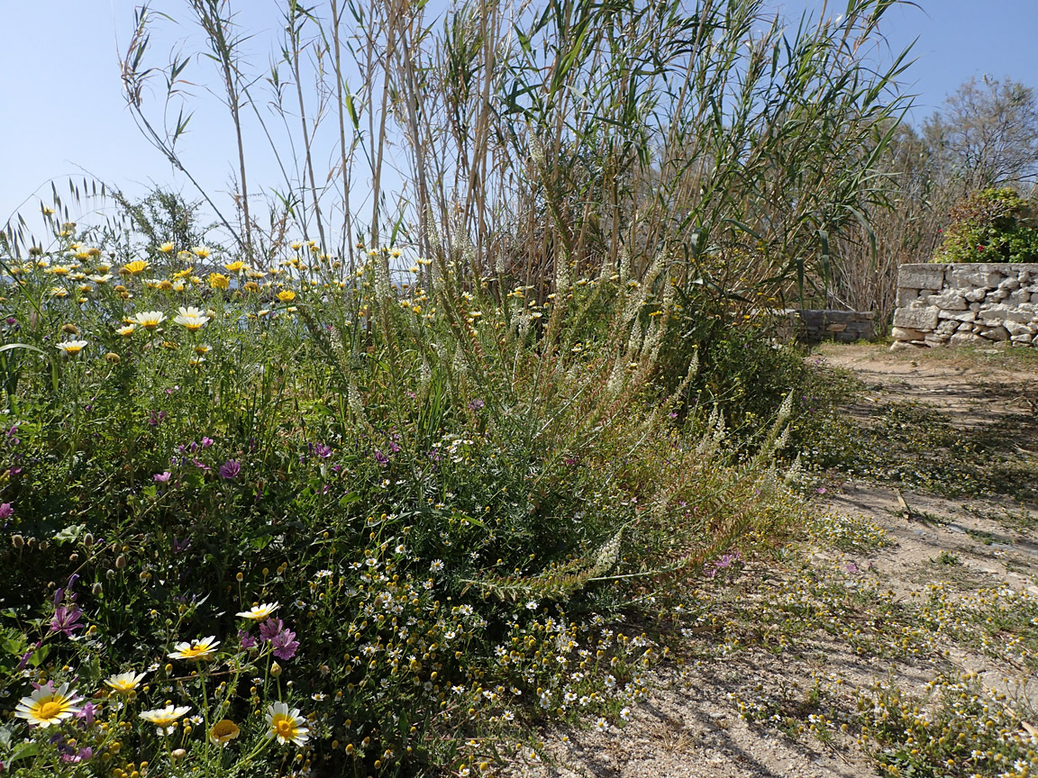 Остров Парос, image of landscape/habitat.