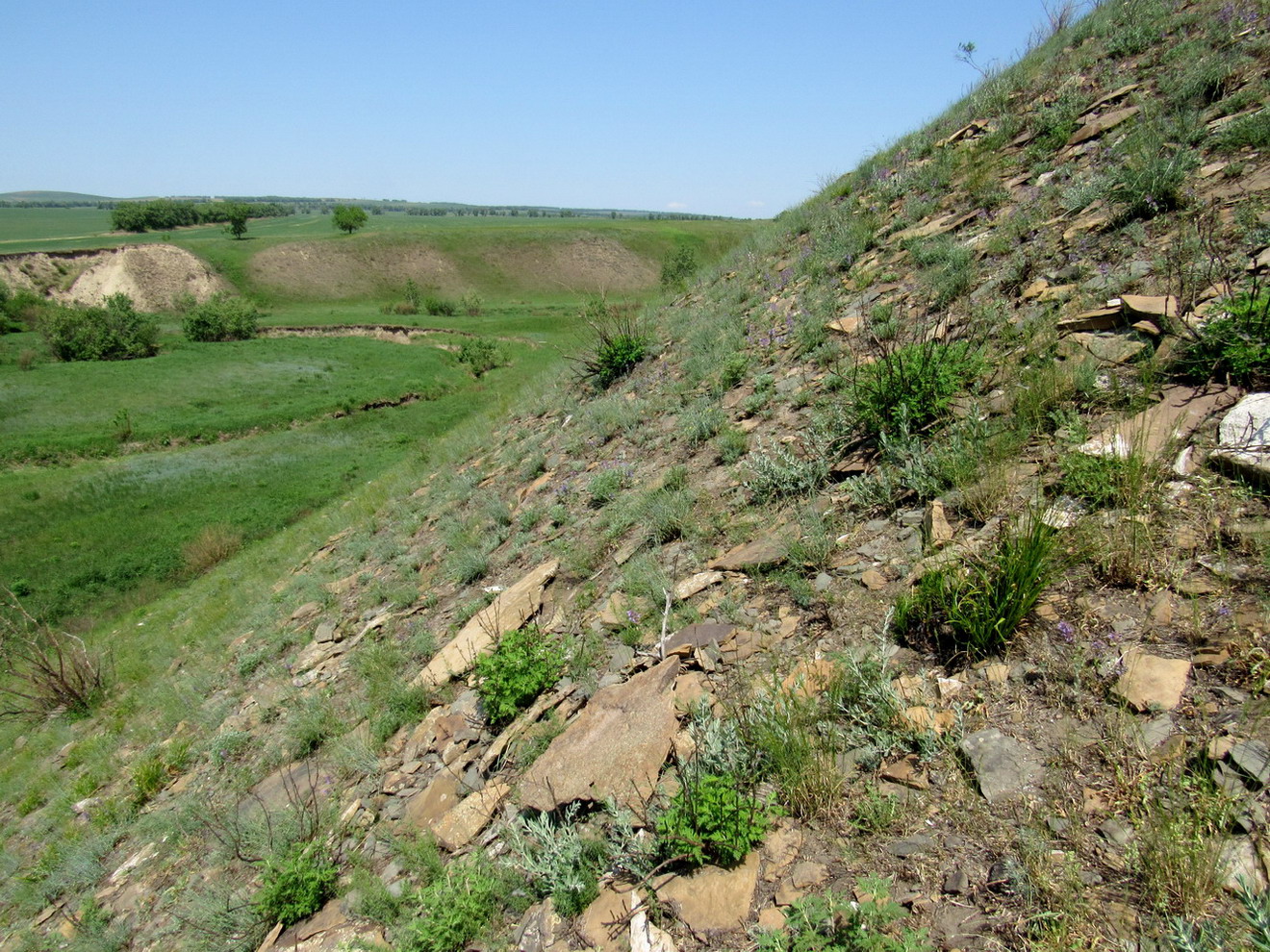 Кавказский Бор, image of landscape/habitat.