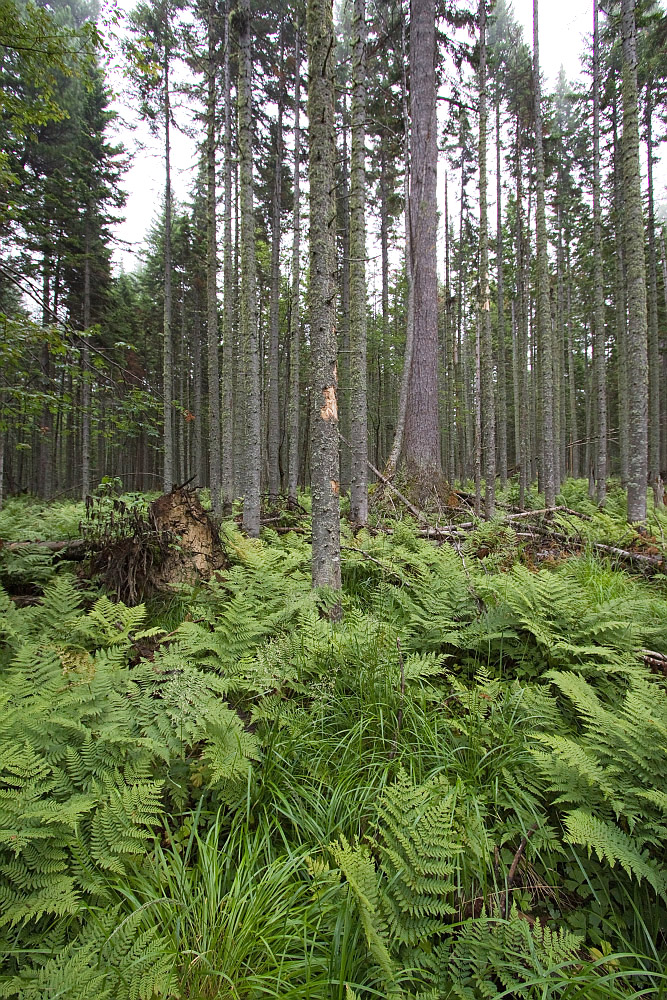 Тропа на "Чум", image of landscape/habitat.