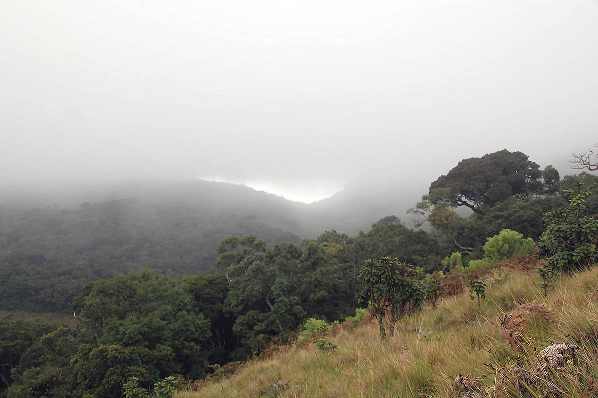 Хортон плэйнс, image of landscape/habitat.