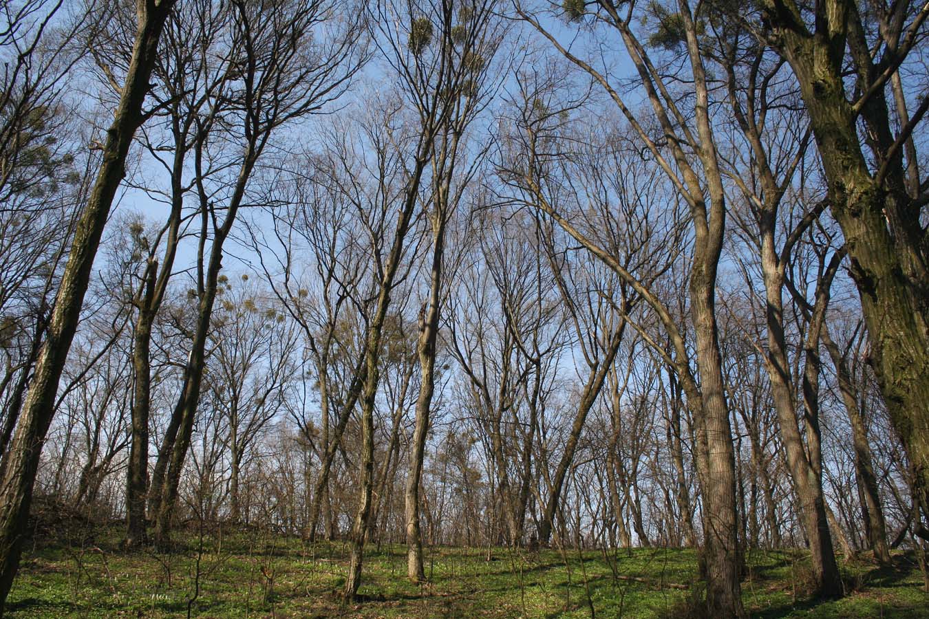 Трахтемиров, image of landscape/habitat.