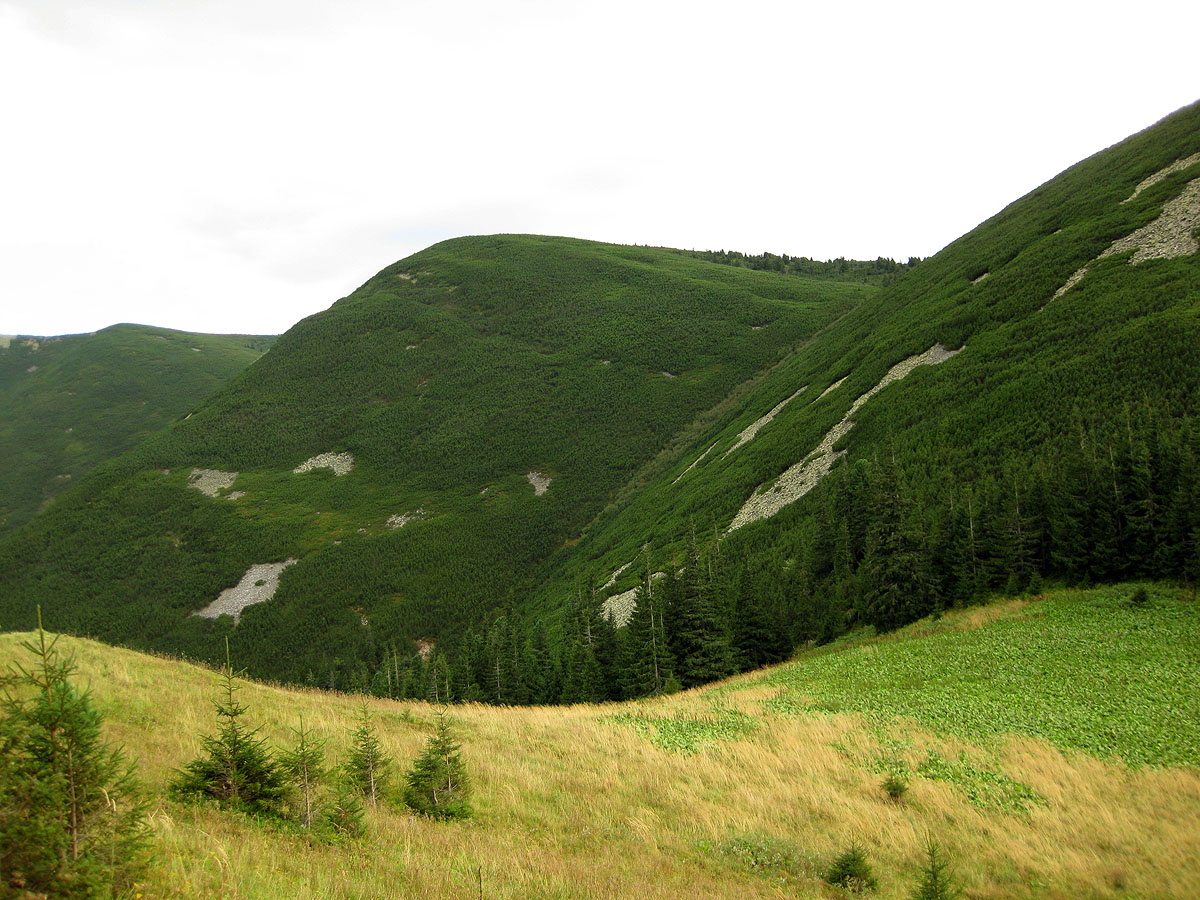 Заповедник "Горганы", Кливки, image of landscape/habitat.