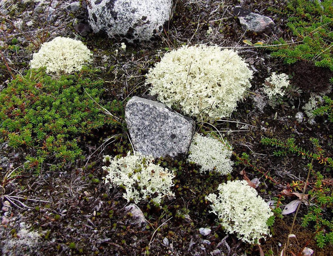 Дальние Зеленцы, image of landscape/habitat.