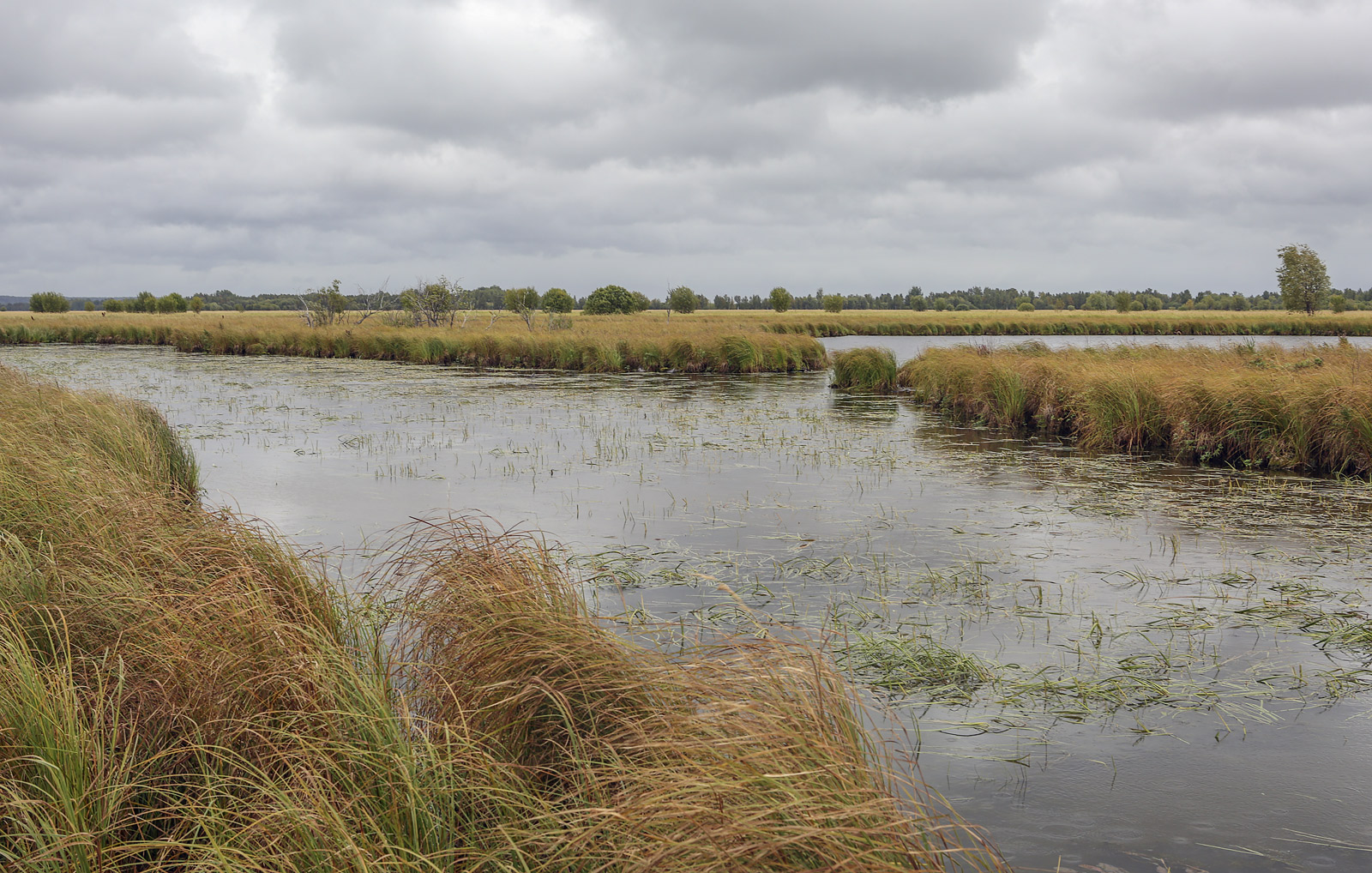 Окрестности Горнореченска, image of landscape/habitat.