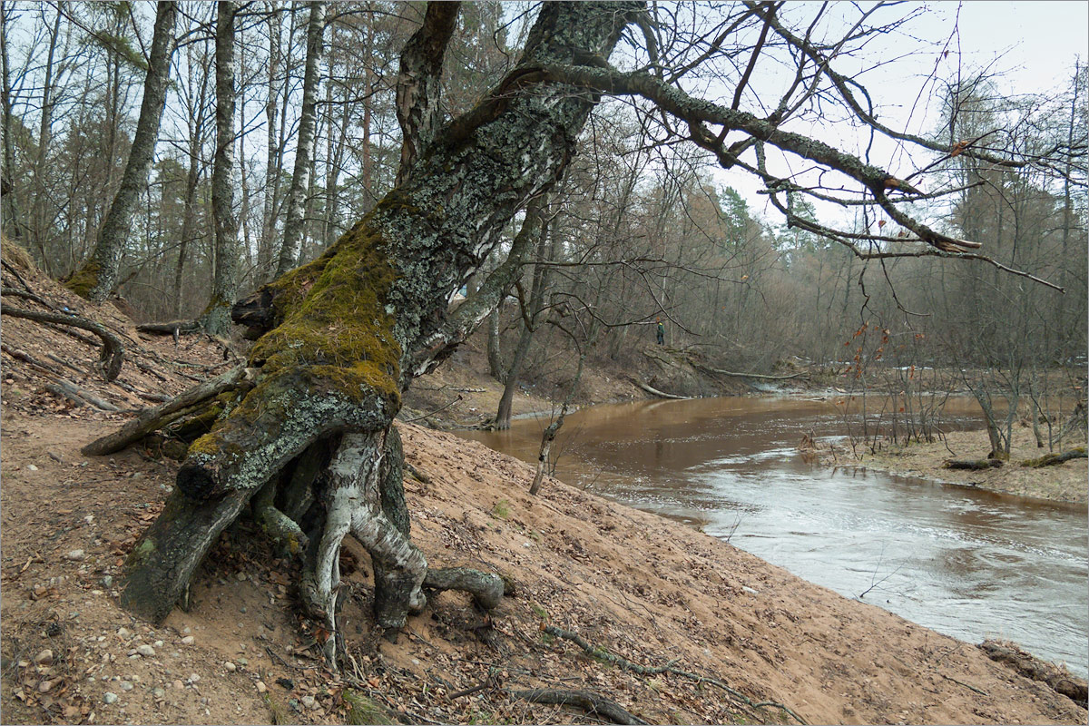 Хаболовка, image of landscape/habitat.