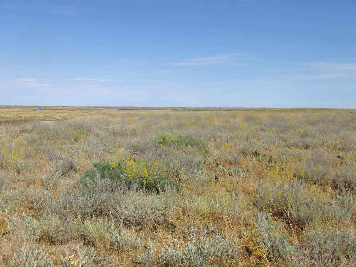 Заказник Присивашский, image of landscape/habitat.